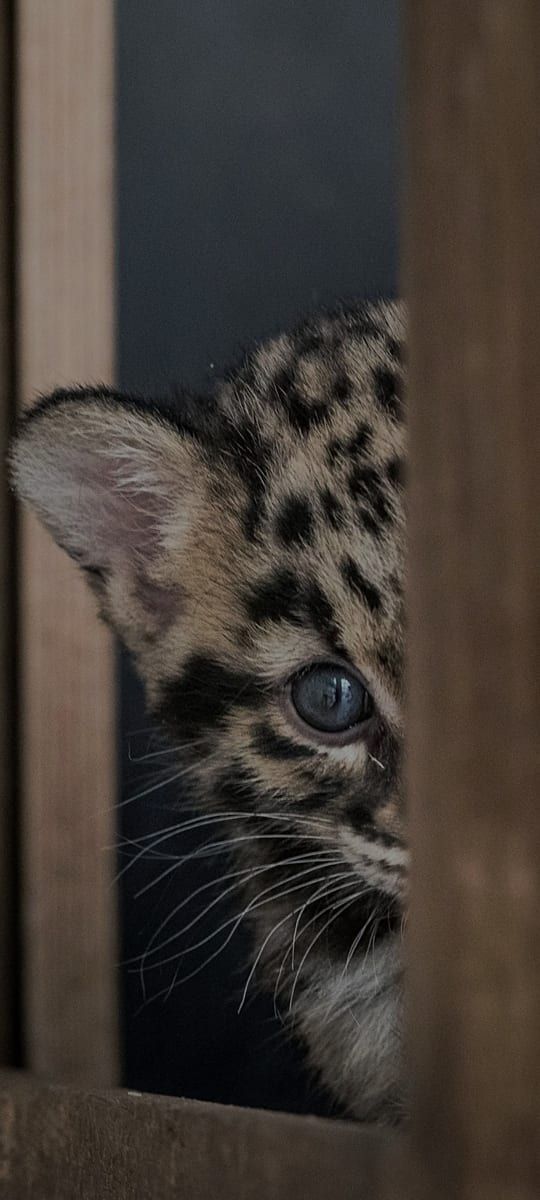 Profil von Yenni